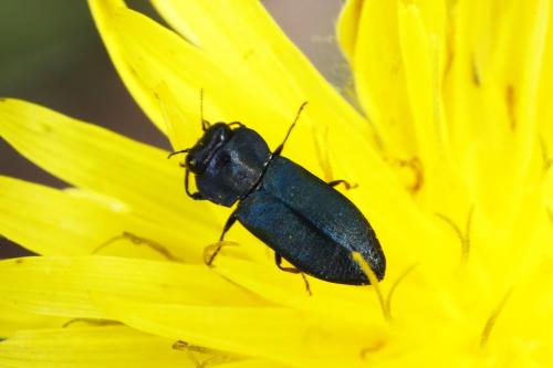 Anthaxia bedeli